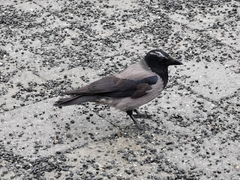 Corvus cornix