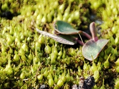 Neides tipularius