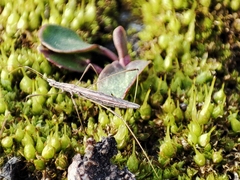 Neides tipularius