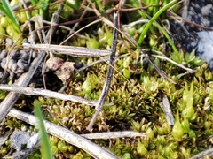 Neides tipularius