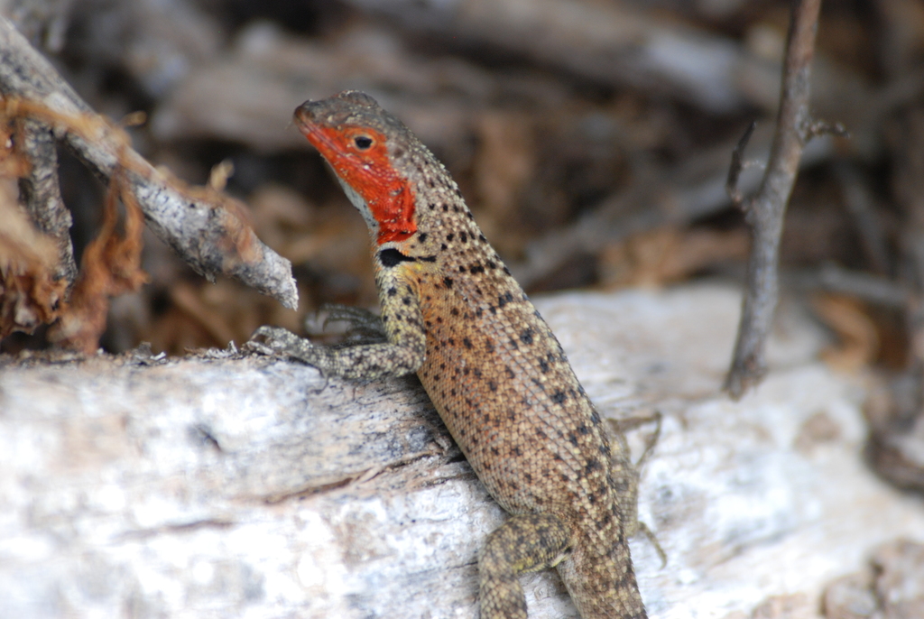 ウェア Fin-ch Floreana5-LIZARD 2769140027_1585037_png_zoom_3.