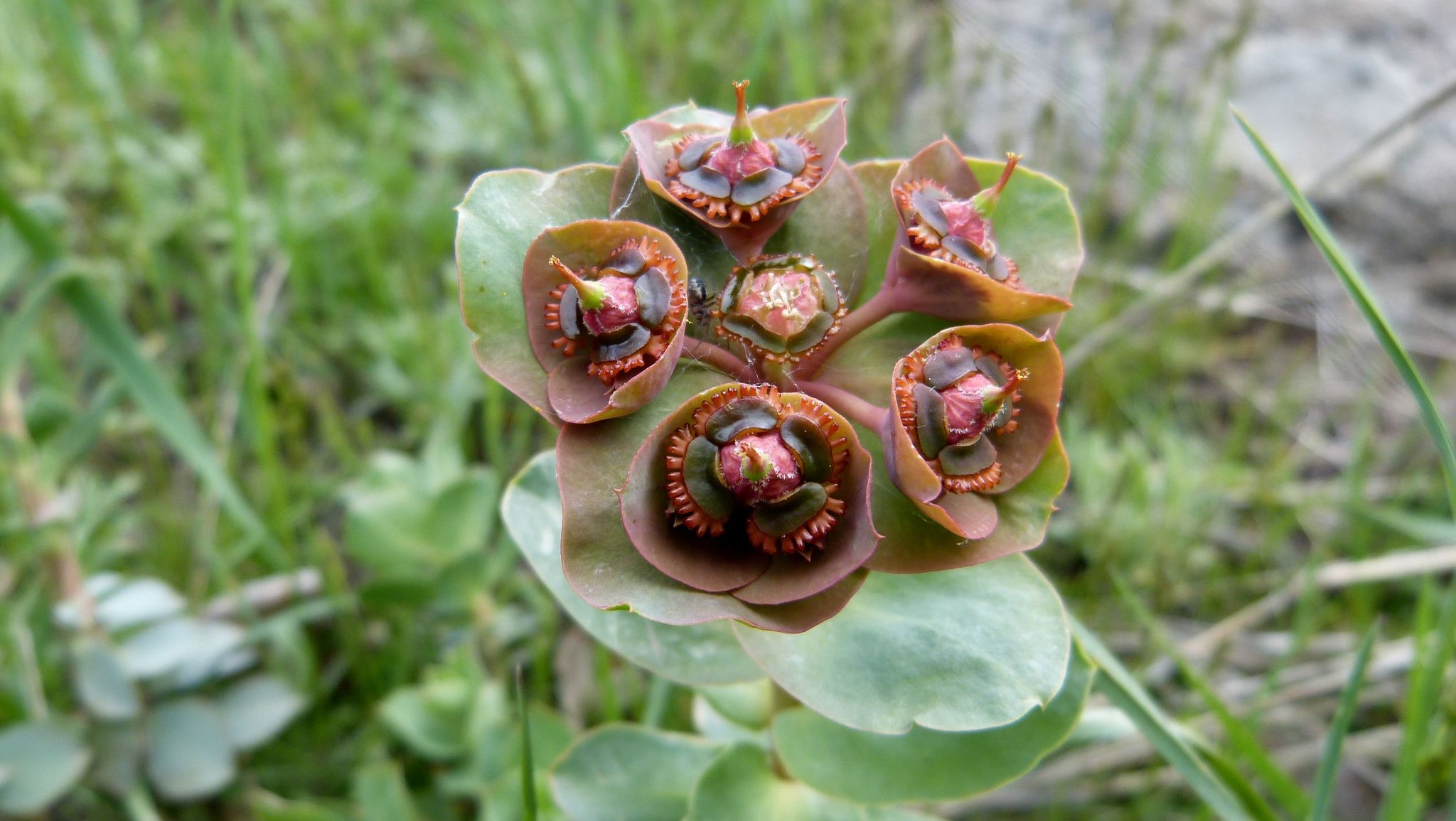 Euphorbia denticulata