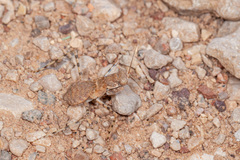 Eremiaphila brunneri