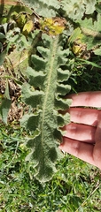 Verbascum sinuatum image