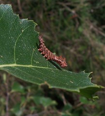 Falcaria lacertinaria
