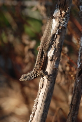 Microlophus barringtonensis