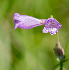 Physostegia intermedia