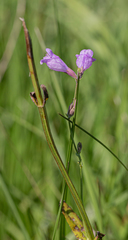 Physostegia intermedia