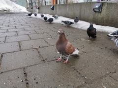 Columba livia domestica