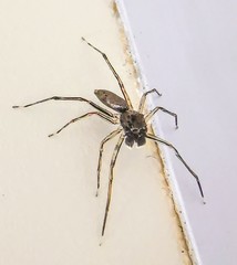 Spartaeus spinimanus