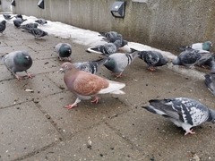 Columba livia domestica