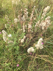 Baccharis coridifolia