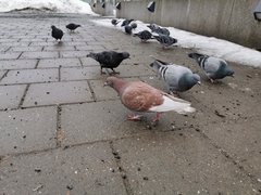 Columba livia domestica