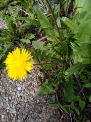 Taraxacum officinale