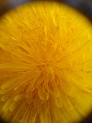 Taraxacum officinale