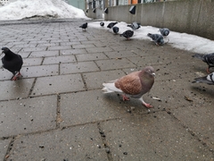 Columba livia domestica