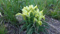 Iris caucasica
