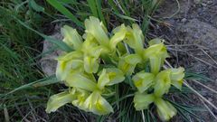 Iris caucasica