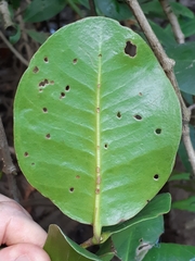 Sonneratia ovata