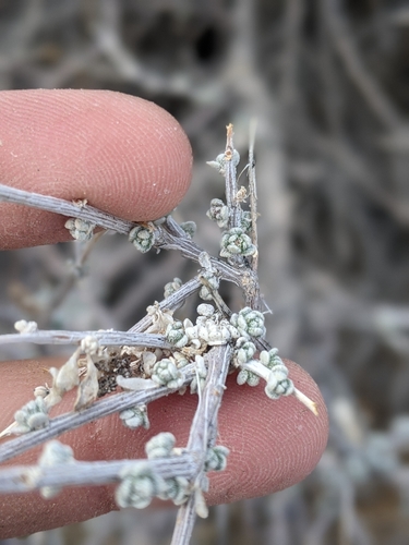 spiny hopsage (Grayia spinosa)