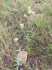 Pterocaulon angustifolium