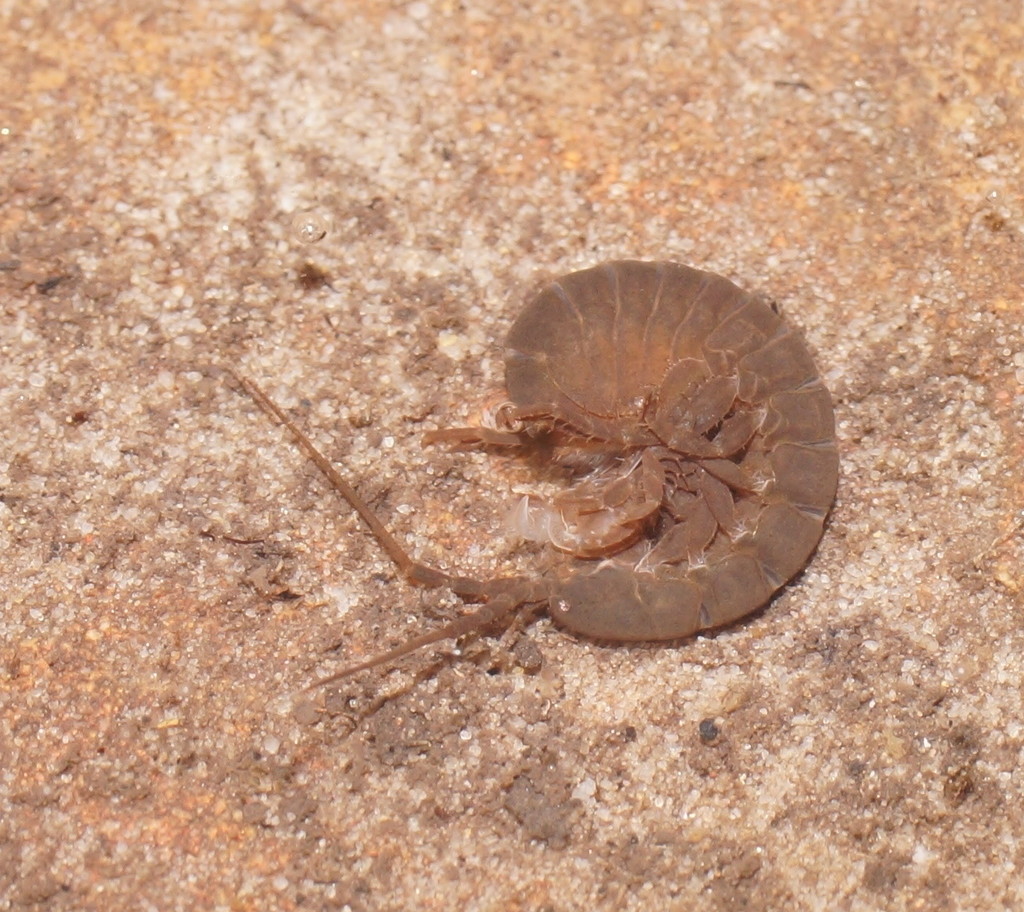 Synamphisopus