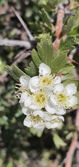 Crataegus azarolus image