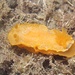Dendrodoris citrina - Photo (c) Clinton Duffy, some rights reserved (CC BY-NC), uploaded by Clinton Duffy