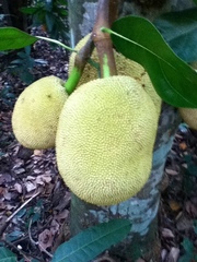 Artocarpus heterophyllus