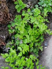 Adiantum
