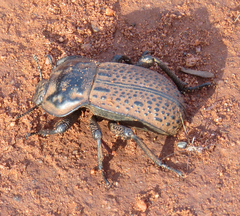 Anomalipus expansicollis