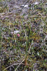 Carex aquatilis stans