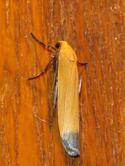 Enargeiosia elegans