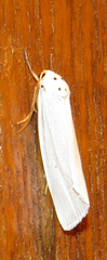 Ilemodes astriga