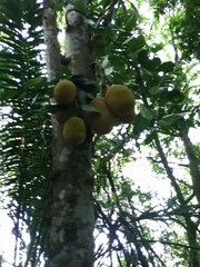 Artocarpus heterophyllus