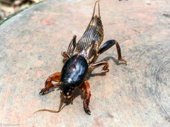 Gryllotalpa pluvialis