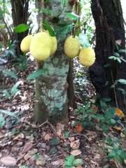 Artocarpus heterophyllus
