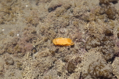 Dendrodoris citrina