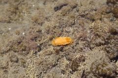Dendrodoris citrina