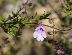 Prostanthera hirtula