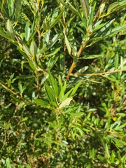 Searsia angustifolia
