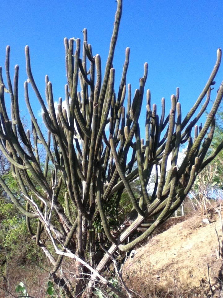 Pilosocereus pachycladus