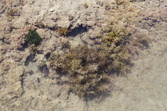 Sargassum scabridum