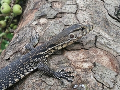 Varanus salvator