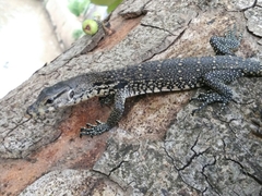 Varanus salvator