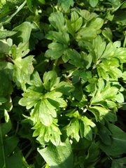 Magnoliopsida