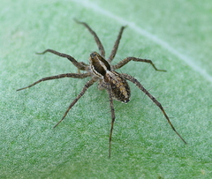 Pardosa vittata