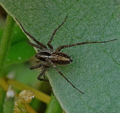 Pardosa vittata