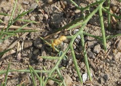 Chlorodynerus