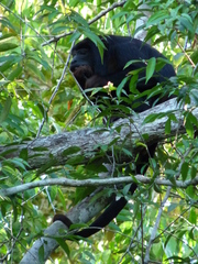 Alouatta discolor
